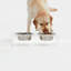 Clear Elevated Feeder with Silver Bowls-1020605304