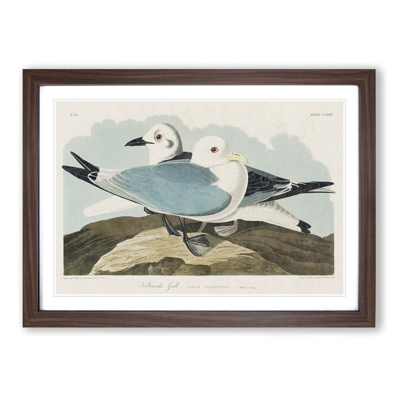Two Kittiwake Gulls by John James Audubon - Framed Print, 27cm H x 36cm W x 2cm D, Walnut Framed