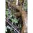 Bright Artificial Baum Tree in Planter
