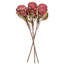22 plantes-94734823