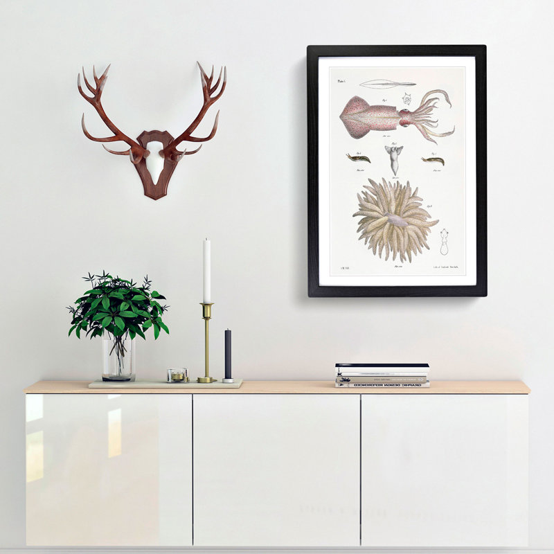 Types of Squid PL. 8 by J.E. De Kay - Picture Frame Painting Print, Black Framed, 36cm H x 27cm W x 2cm D