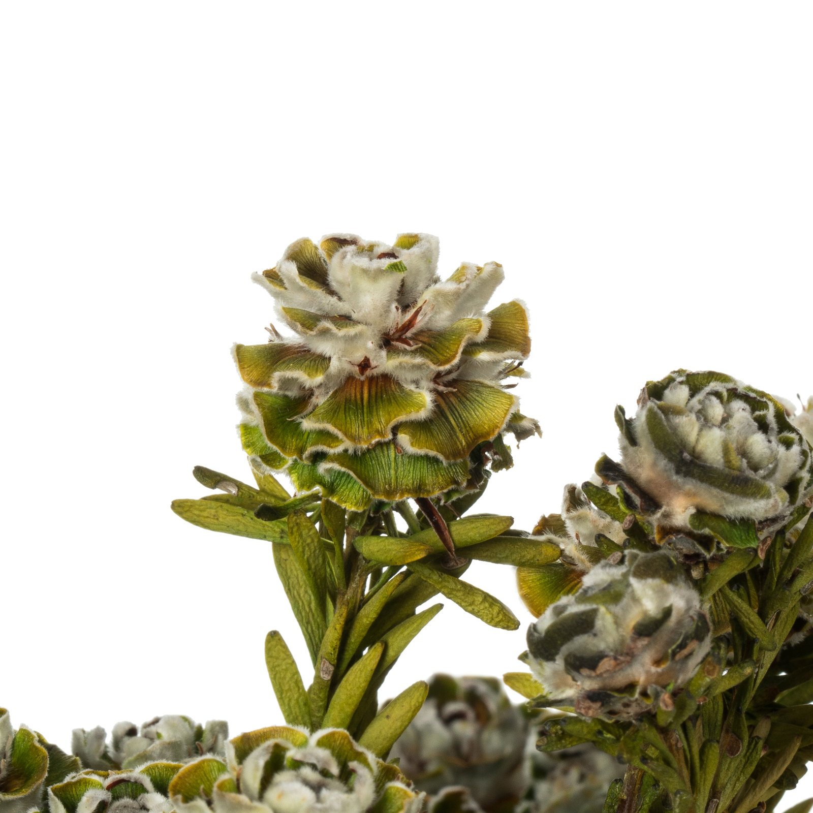 Preserved Tortum Stems, White