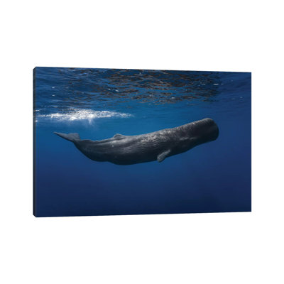 Sperm Whale by Barathieu Gabriel - Wrapped Canvas Print
