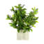 Laurel Leaf And Berry Arrangement