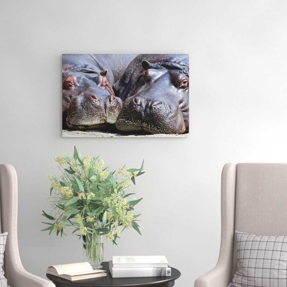 Two Hippos Hippopotamus - Wrapped Canvas Photograph Print