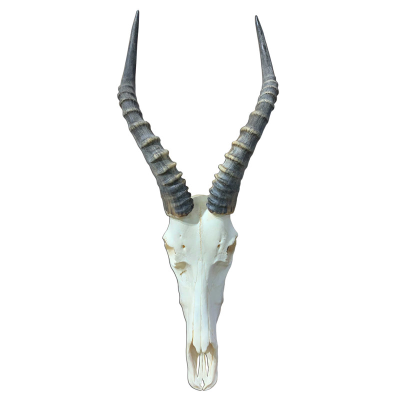 Véritable crâne d'antilope Blesbok