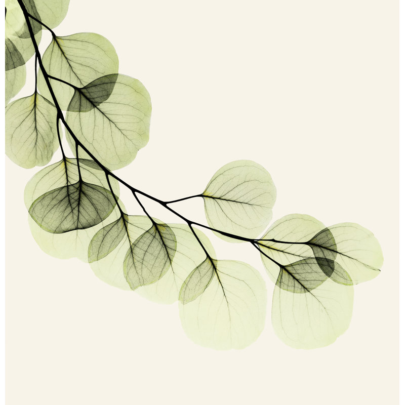 Rideau de douche Pegram X-Ray of Eucalyptus, H 71 po x l 74 po