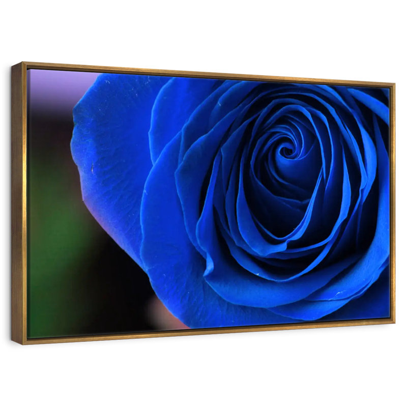 Bleu rose arbuste, Cadre flottant doré, 37 po x 25 po