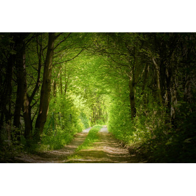 Magic Forest Path by Nevarpp - Wrapped Canvas Print