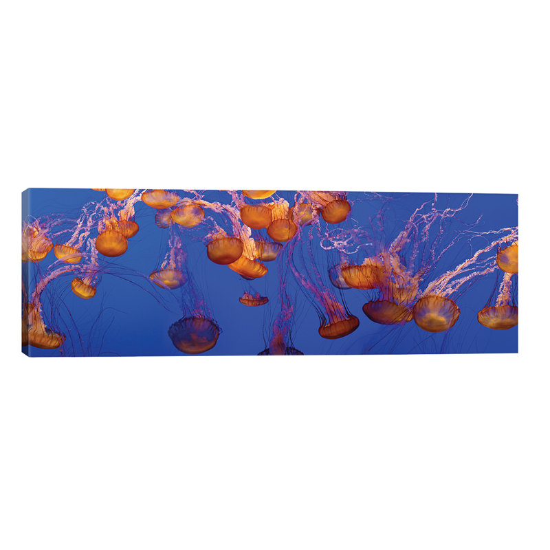 A Bloom Of Jellyfish by Panoramic Images - Wrapped Canvas Panoramic Print, 121.92 cm H x 40.64 cm W x 1.91 cm D