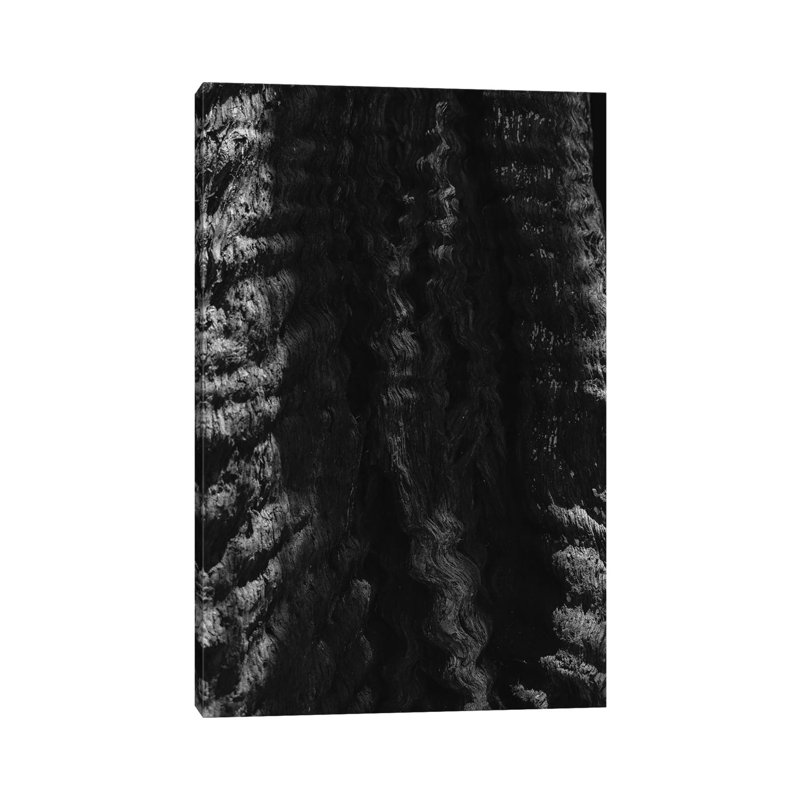 California Redwood Tree by Bethany Young - Print on Canvas, Wrapped Canvas, 45.72cm H x 30.48cm W x 1.91cm D