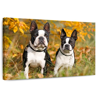 Boston Terrier Couple