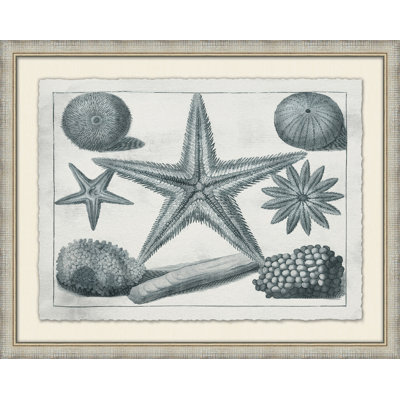 Aquatic Specimines 1 - Peinture encadrée sur papier