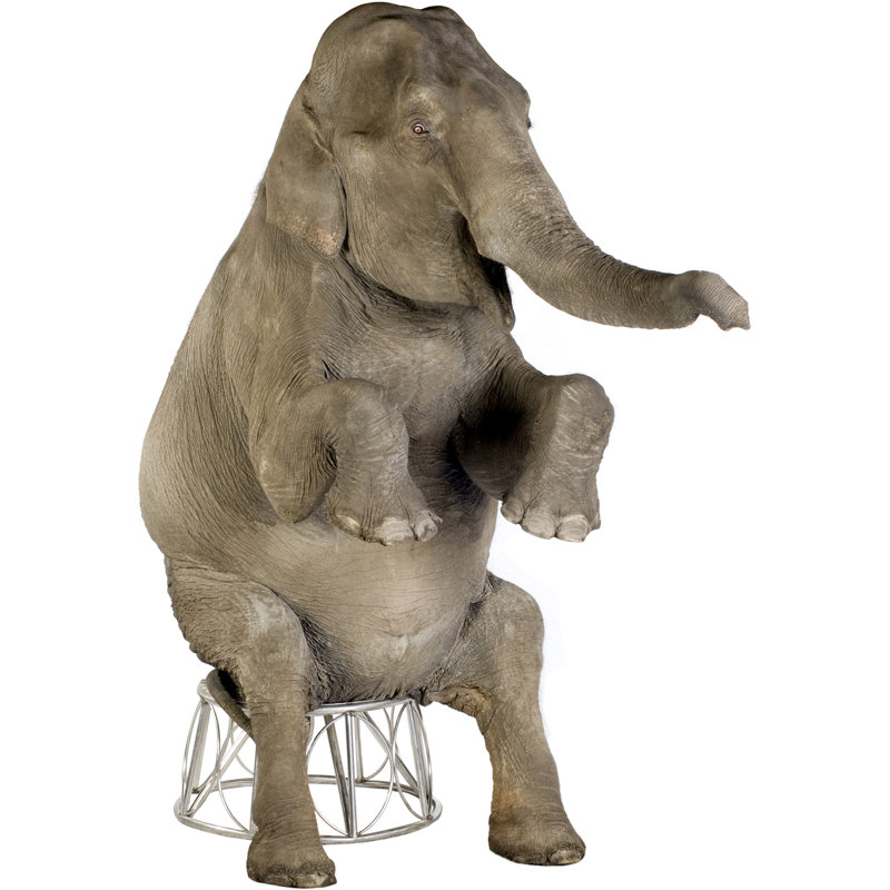 Life-Size Gray Asian Elephant Cardboard Standup