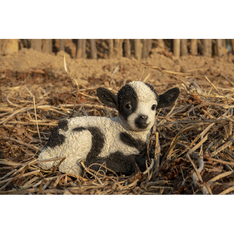 Bébé agneau couché, Noir