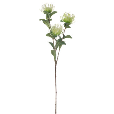 Protea Steam