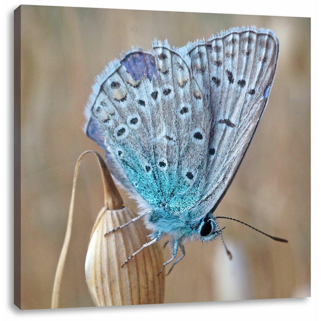 Leinwandbild Blauer Schmetterling auf blauer Blumeblau, Schmetterling, Blume, Natur, Tier