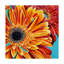 «Color Bursts II» par Carolee Vitaletti, impression sur toile tendue-33517413