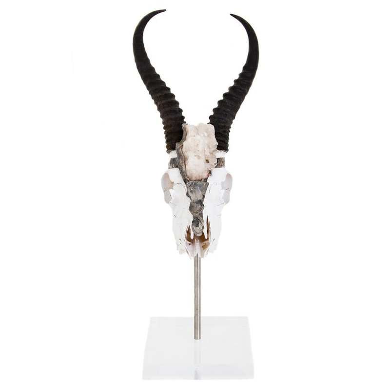 Colbee Springbok with Horns with Geode Mounted Bust