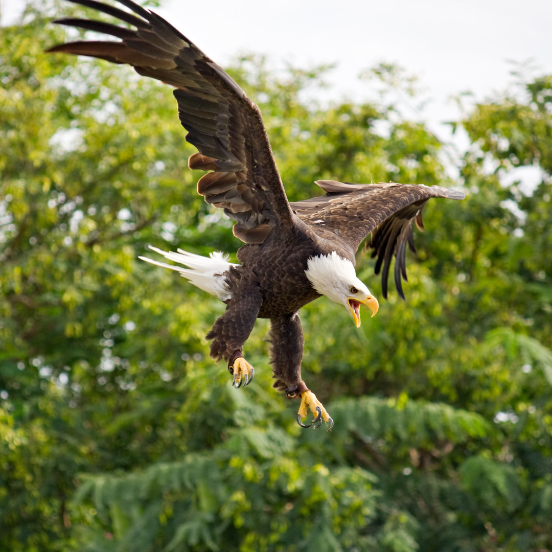 Weißkopfseeadler Landung von Rusm - Wrapped Canvas Set