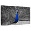 Brampt Peacock Pop-107688511