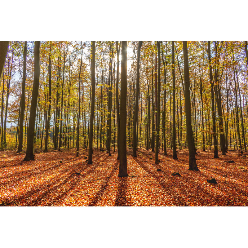 Thick Deciduous Forest by Jutka5 - Wrapped Canvas Print, 30cm H x 46cm W x 3.8cm D