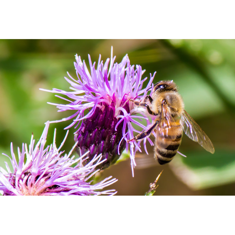 Esti Honey Bee - Wrapped Canvas Print, 30cm H x 46cm W x 3.8cm D