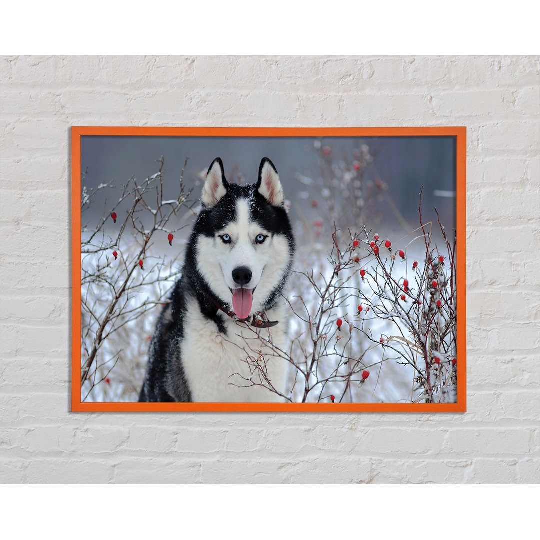 Husky Hund Im Winter Gerahmter Druck Wandkunst