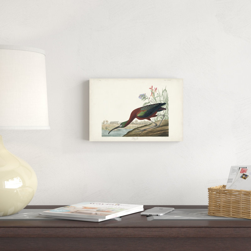 " Pl 387 Glossy Ibis " by James Audubon Painting Print, 8" H x 12" W