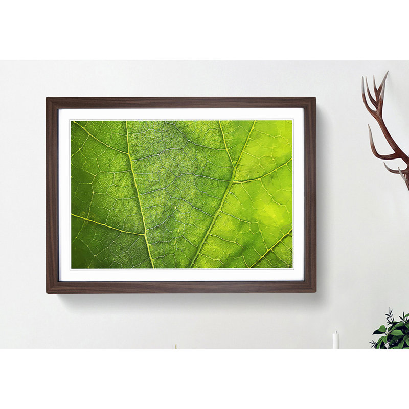 Veins of a Leaf - Picture Frame Photograph Print, 35cm H x 50cm W x 2cm D, Walnut