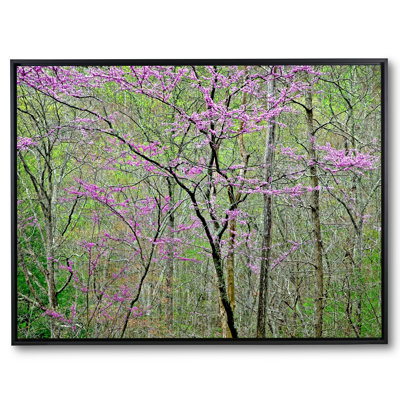 Redbud en fleurs dans la forêt du Tennessee - par Bruce Heinemann