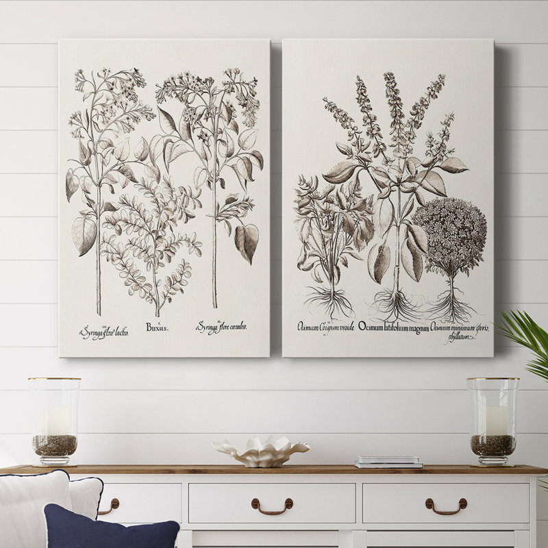 Toile tendue sépia Besler Botanicals I-Premium Gallery - prête à être accrochée, H 36 po x l 24 po
