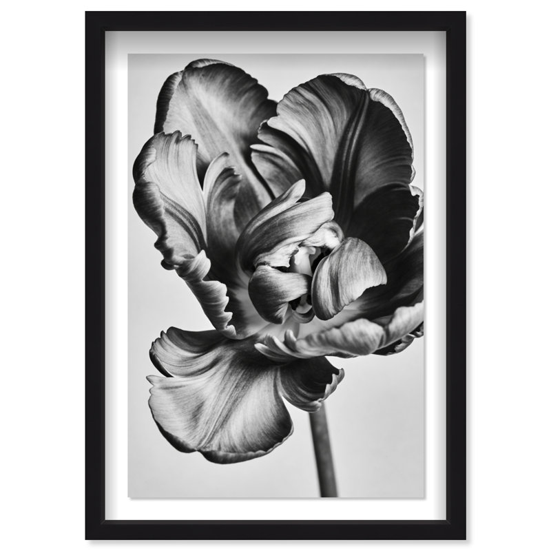Graphite Flower Print by Oliver Gal, 31.5" H x 21.5" W, Black Shadowbox