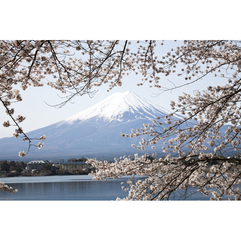 Cherry Blossoms In Spring - Wrapped Canvas Print, 81cm H x 122cm W x 3.8cm D