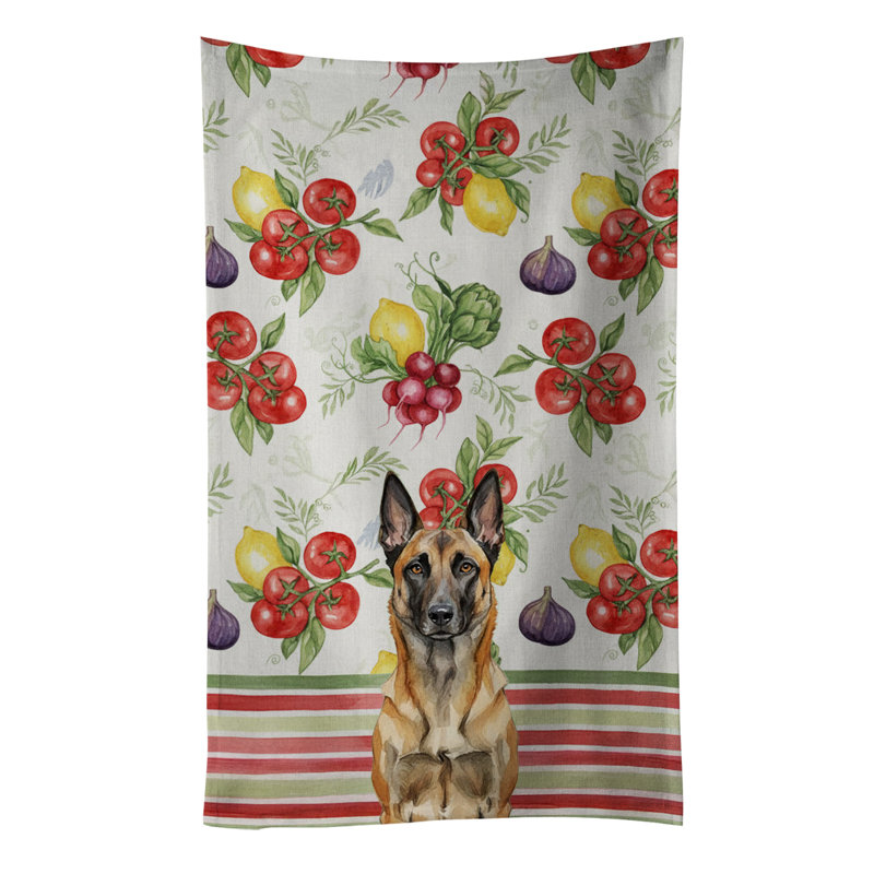 Torchon belge Malinois, Belgian Malinois