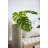 Monstera Leaf Arrangement