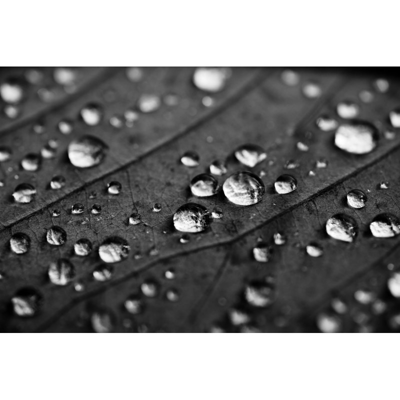 Gouttelettes d'eau sur une feuille par Andipantz, H 20 po x l 30 po