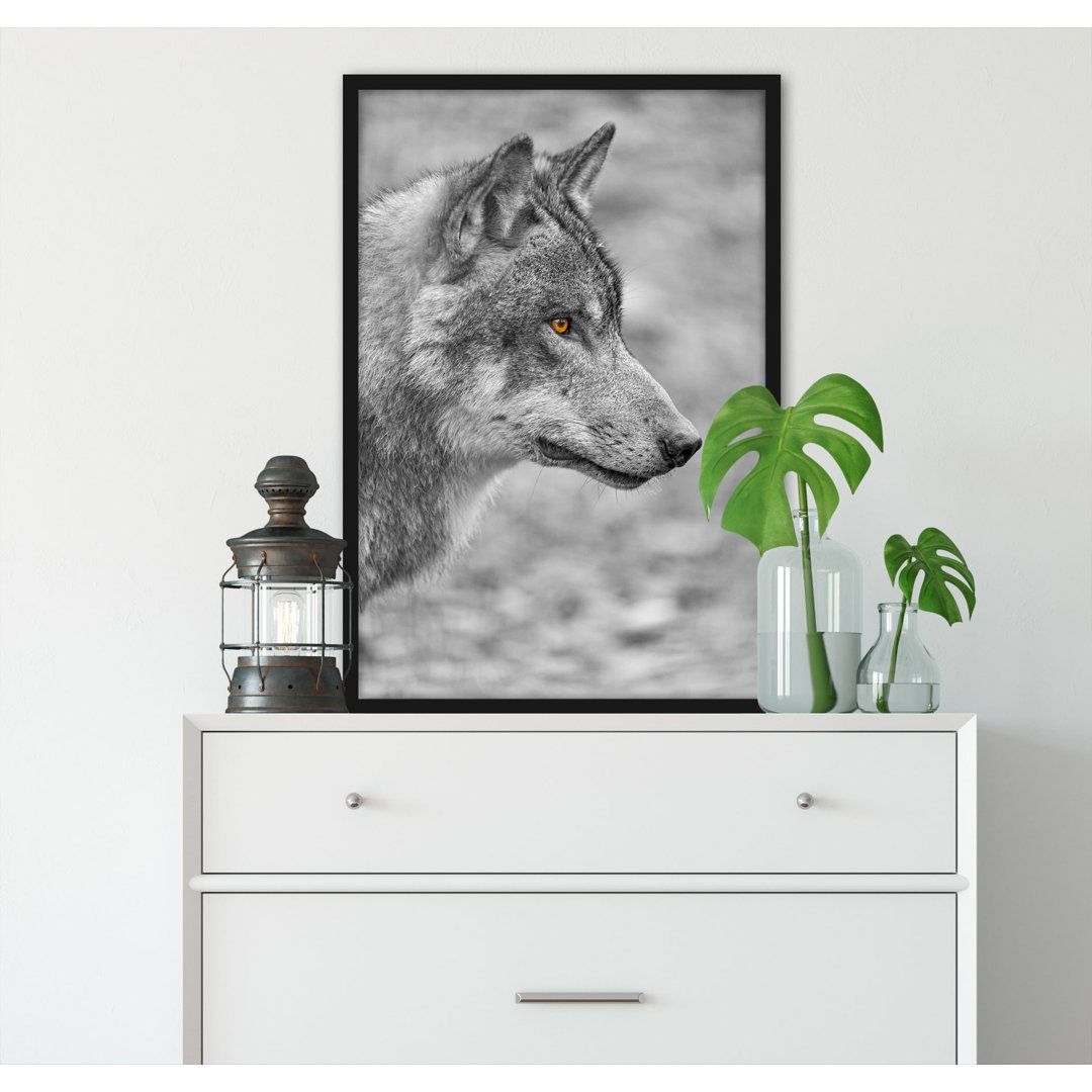 Gerahmtes Poster Anmutiger Wolf im Wald