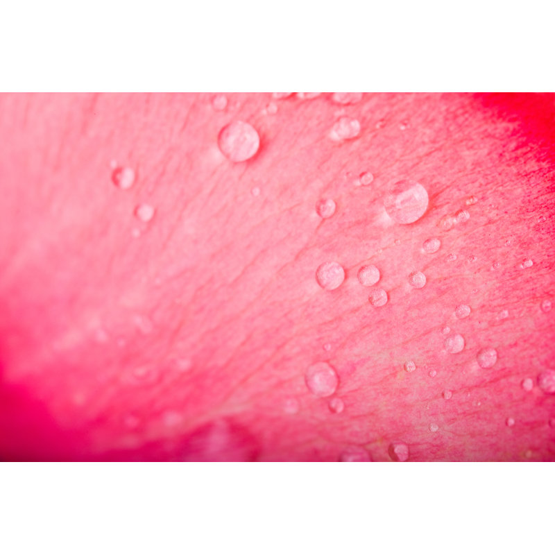 Pink Rose Petal - Wrapped Canvas Print, 81cm H x 122cm W