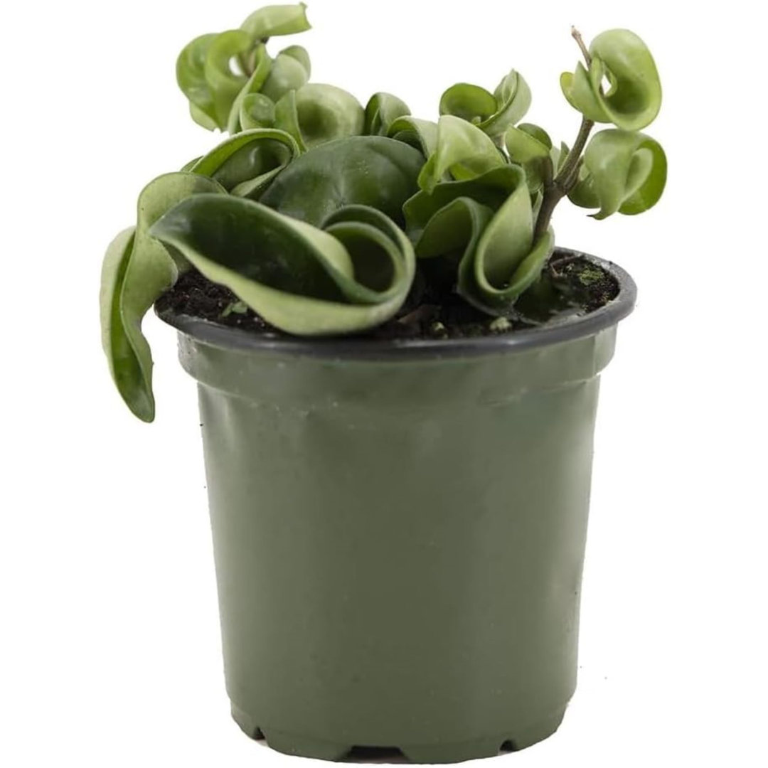 American Plant Exchange Hoya Compacta Hindu Rope, 4-Inch Pot, Live Flowering Wax Plant, Exotic Indoor Houseplant American Plant Exchange