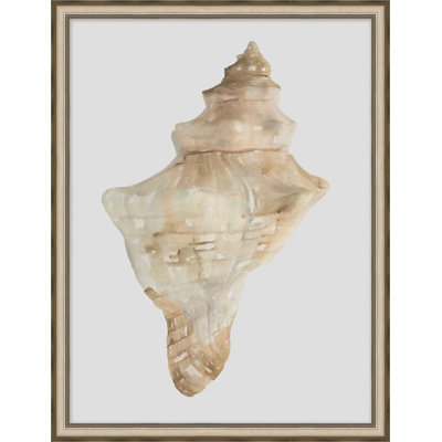 Watercolor Sea Shells 4 Print