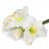 Blanc est en rupture de stock