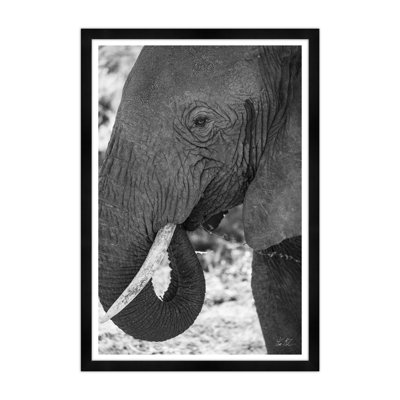 African Elephant Print by Tim Klein