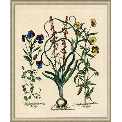Besslers Hyacinthus Print