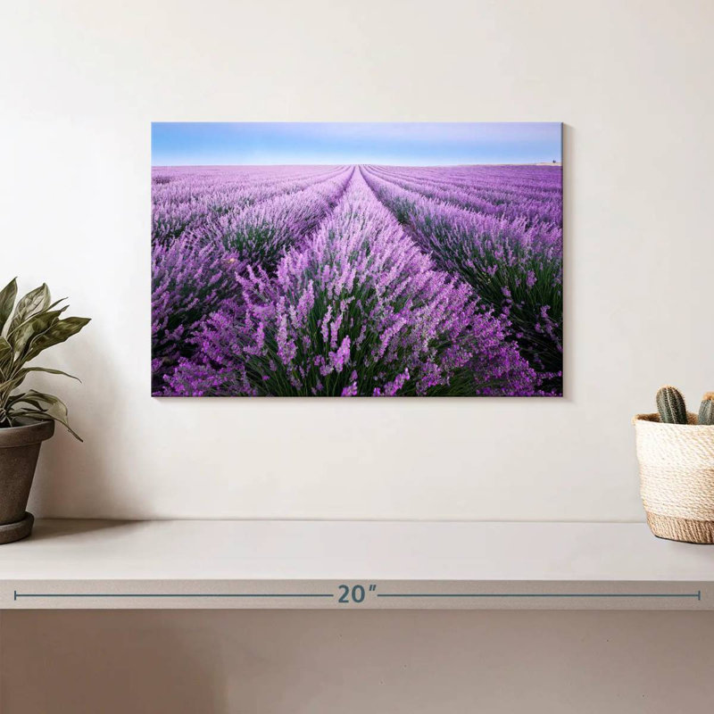 Champ de lavande d'Alvord en Provence, H 8 po x l 12 po