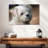 Brampt Maltese-107870606
