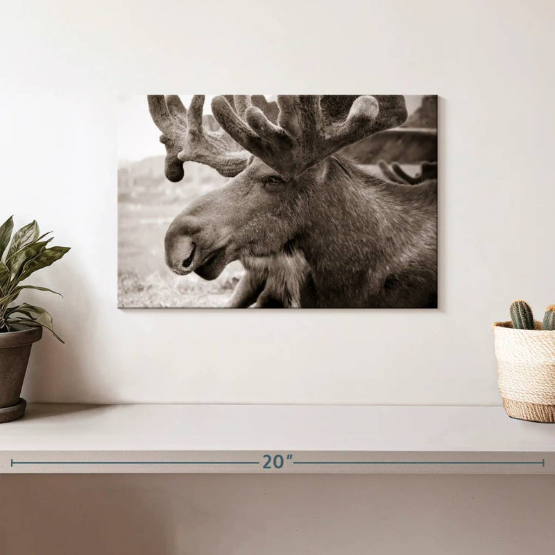 Brampt Moose Head, 8" H x 12" W
