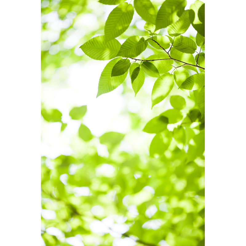 Shining Fresh Leaves by Ooyoo, 48" H x 32" W