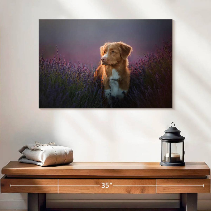 Golden retriever dans un champ de lavande, H 16 po x l 24 po