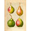 Pears, After Redouté by Remy Dellal - Wrapped Canvas Art Prints-2004230752